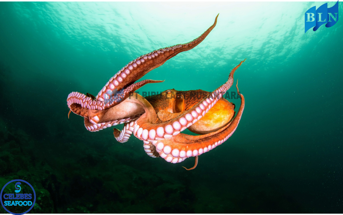 The Role of Octopuses in Marine Ecosystems